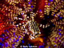Zebra Crab - EPL 1 with 1 x Inon 330 and 1 x Inon 165 Clo... by Budy Lukman 